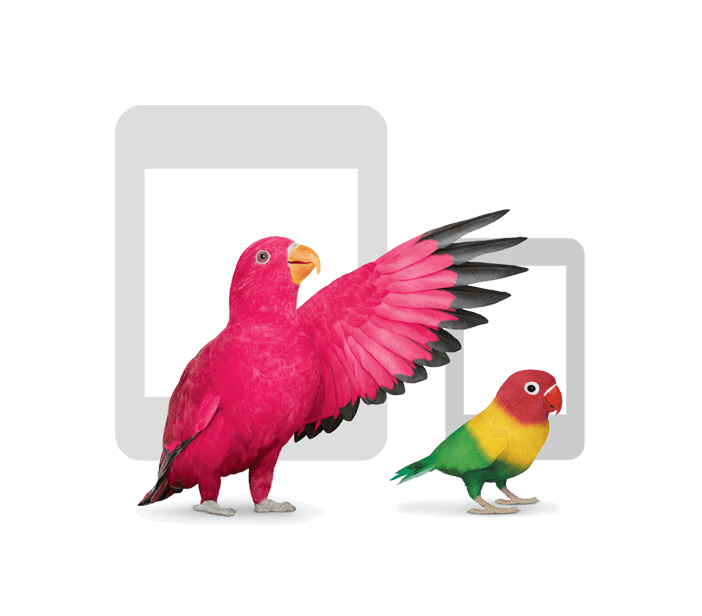 Image of a phone, tablet and birds.