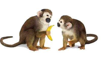 Hand down phone deal - monkeys image