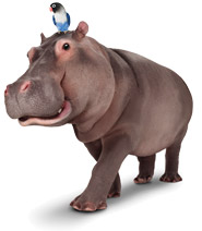 Parrot atop of hippo