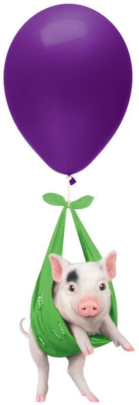 Pig floating on a balloon
